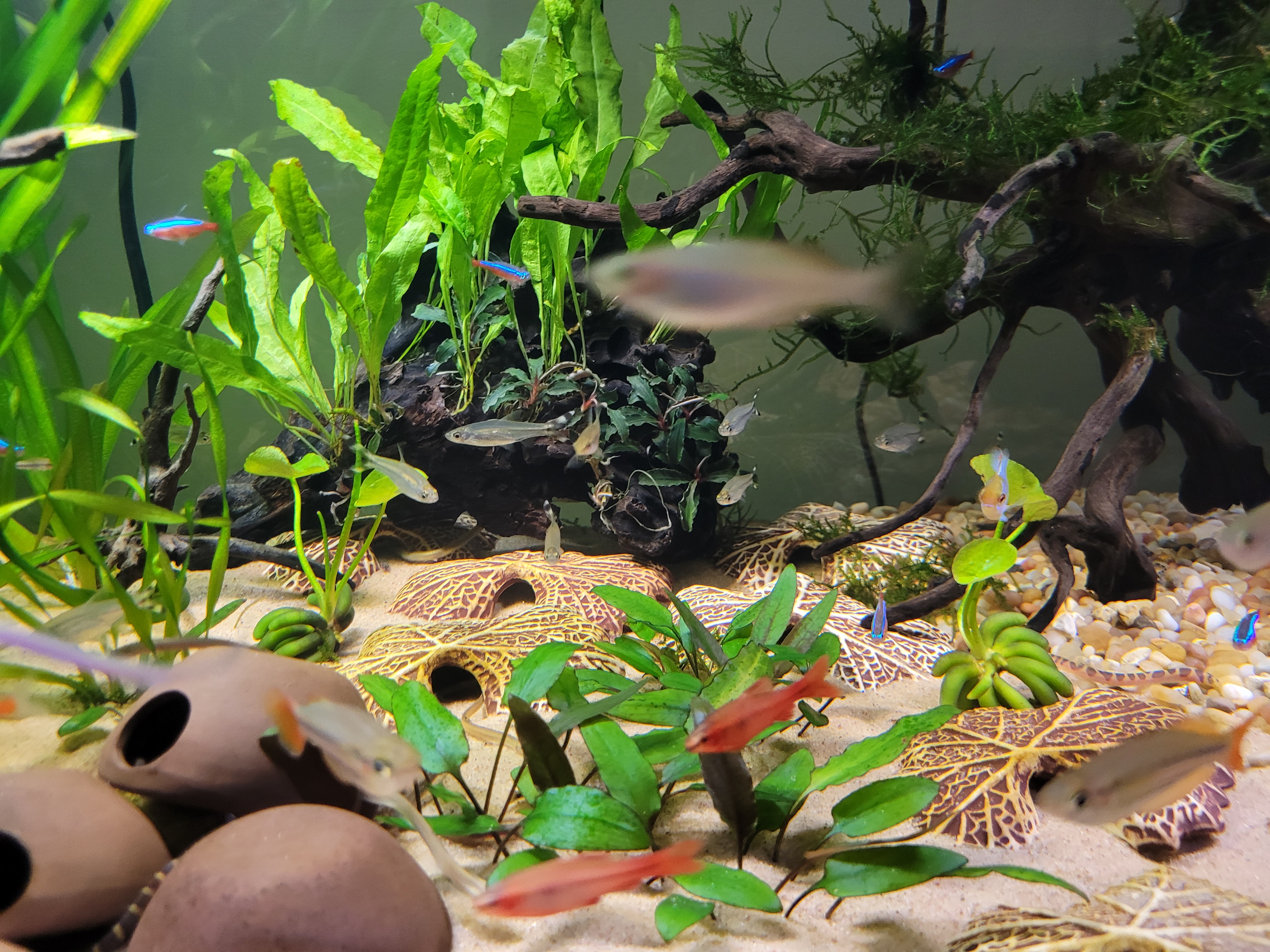 Current aquarium side / detail view